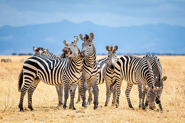 Kilimanjaro trekking and Tanzania safari tours