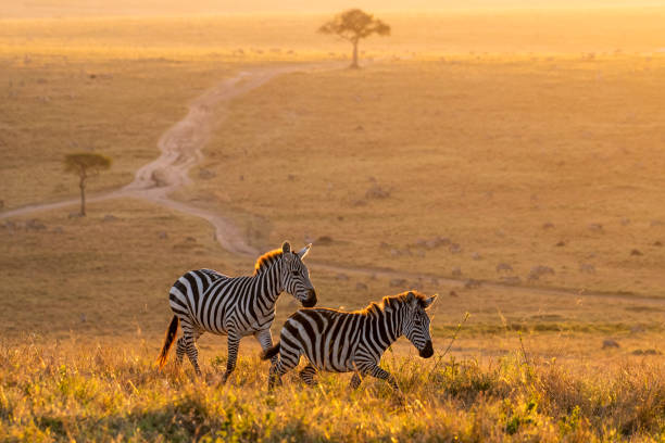 Kilimanjaro trekking and Tanzania safari tours