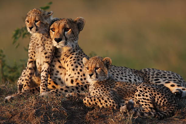 Kilimanjaro trekking and Tanzania safari tours