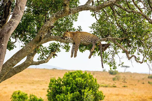 Kilimanjaro trekking and Tanzania safari tours