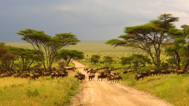 Tanzania Safari