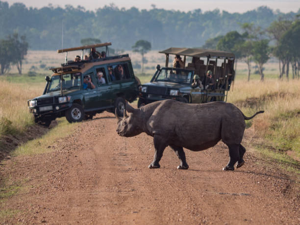 Tanzania Safari