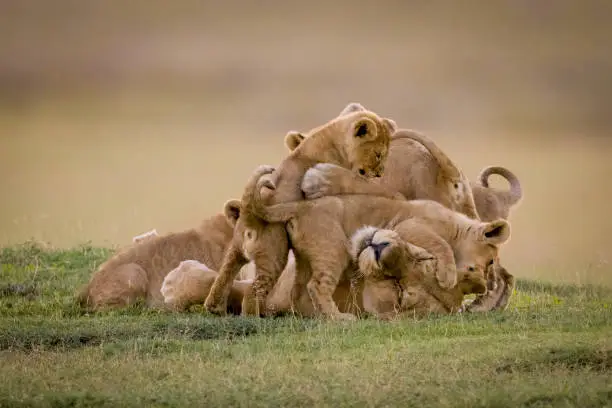 Serengeti National Park